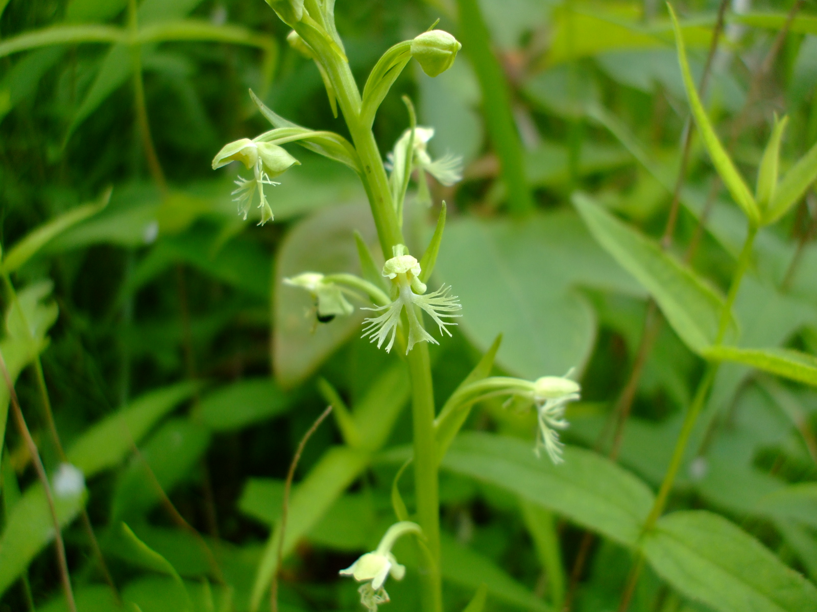 Platanthera lacera